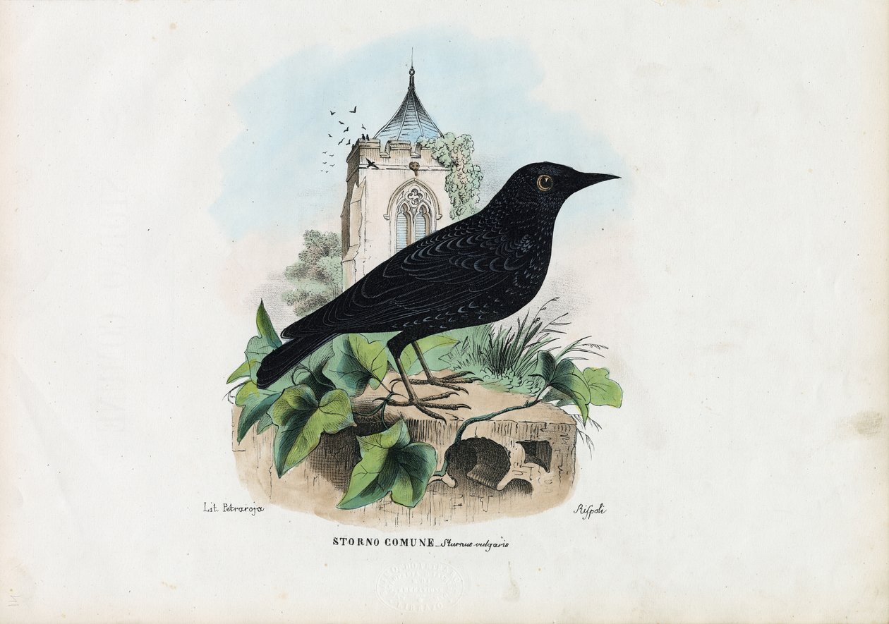 Common Starling, 1863-79 af Raimundo Petraroja