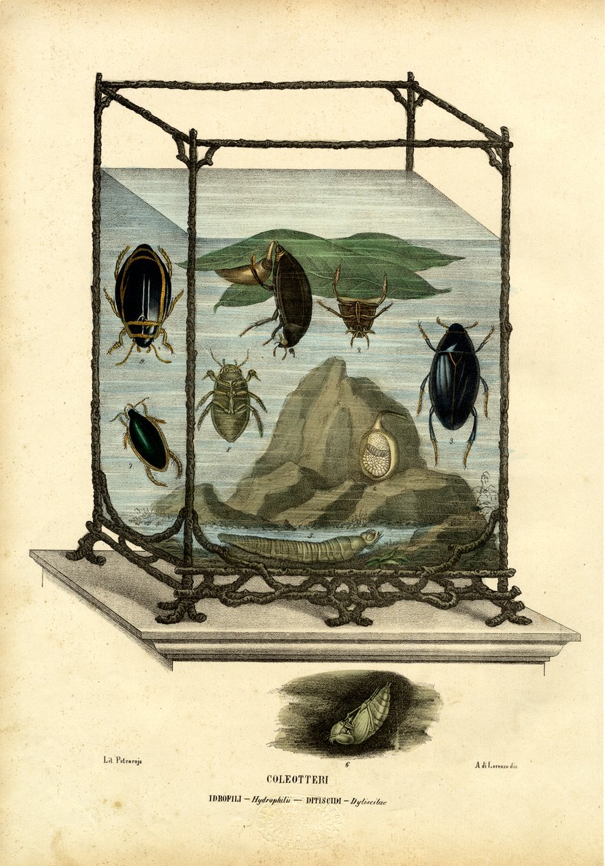 Diving und Water Beetles, 1863-79 af Raimundo Petraroja