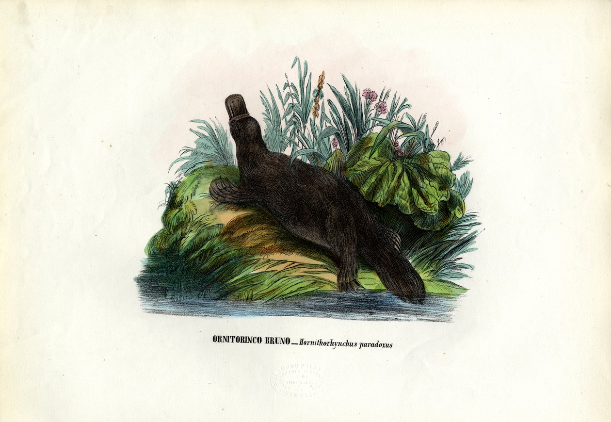 Duck-Billed Platypus, 1863-79 af Raimundo Petraroja
