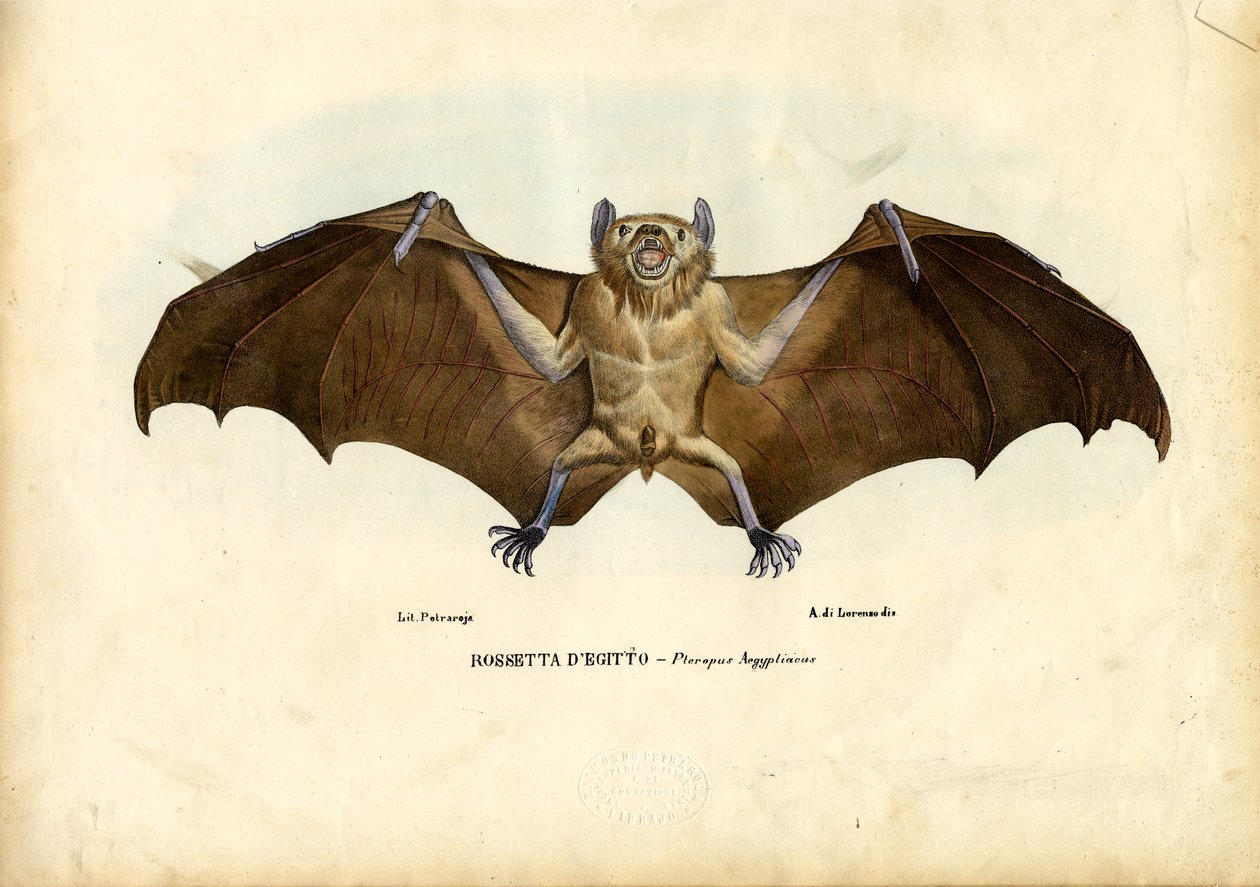 Egyptisk frugtflagermus, 1863-79 af Raimundo Petraroja