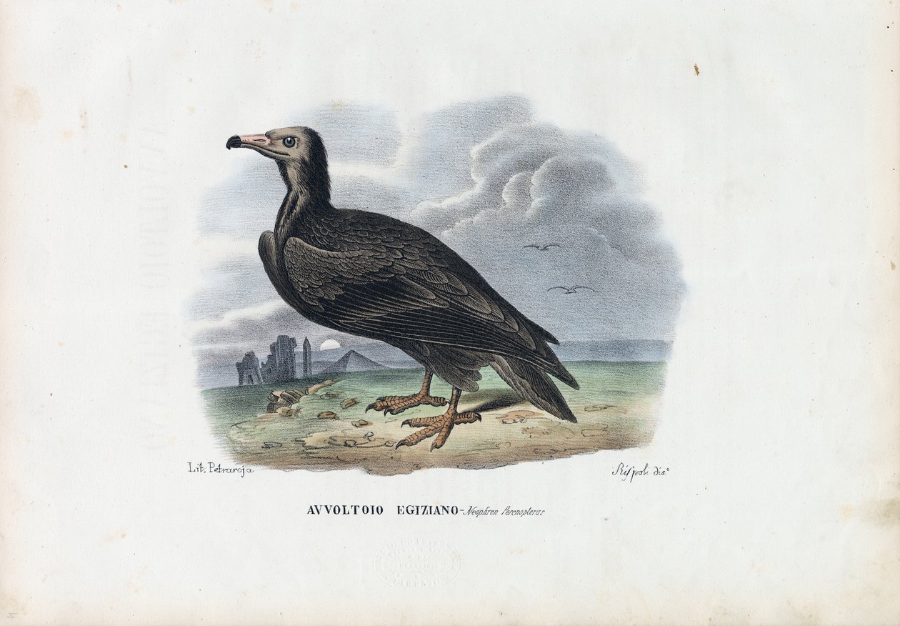 Egyptisk grib, 1863-79 af Raimundo Petraroja
