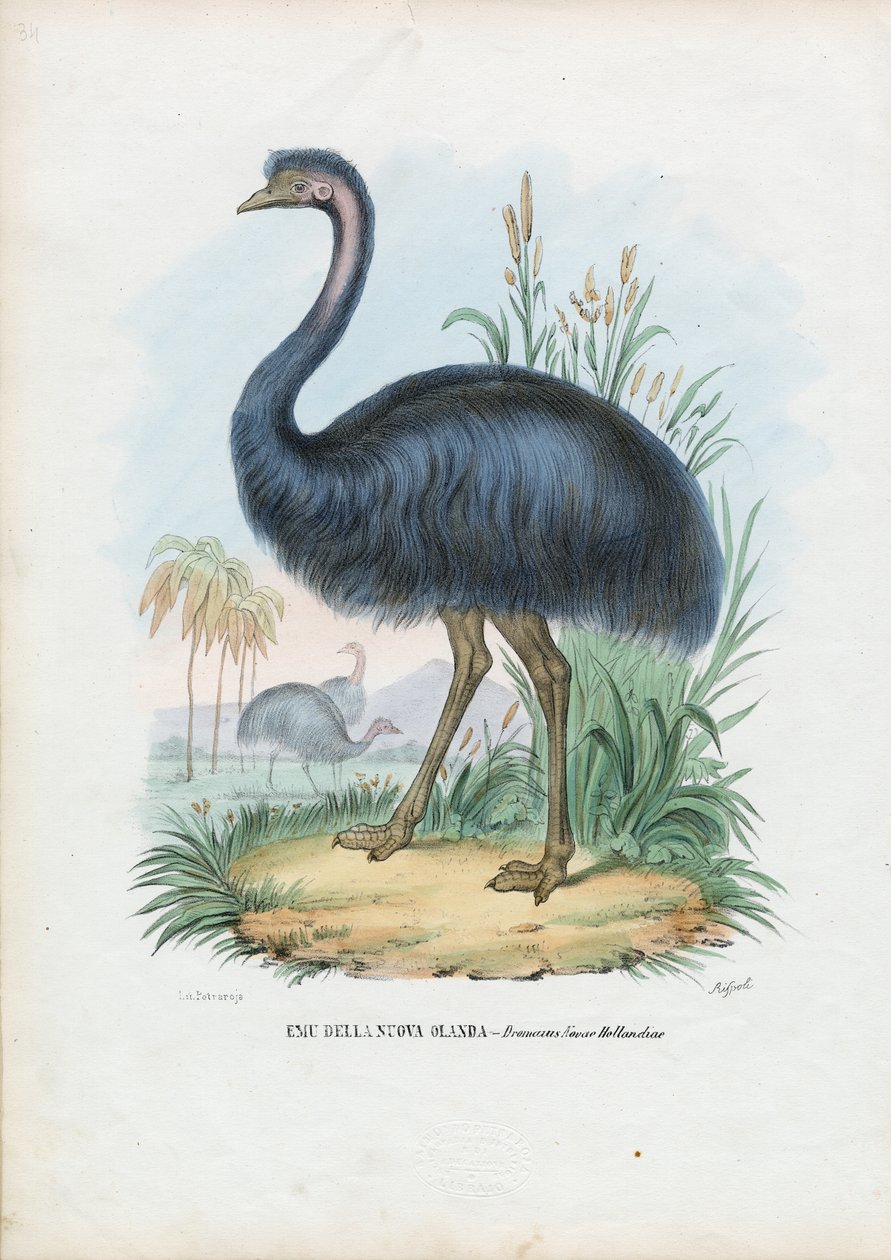 Emu, 1863-79 af Raimundo Petraroja