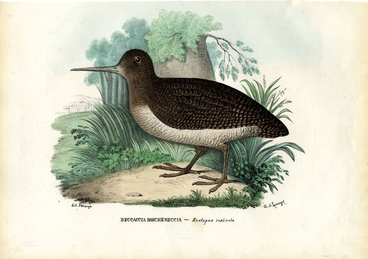 Eurasisk skovsneppe, 1863-79 af Raimundo Petraroja