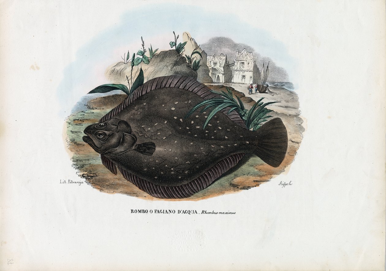 Europæisk skrubbe, 1863-79 af Raimundo Petraroja