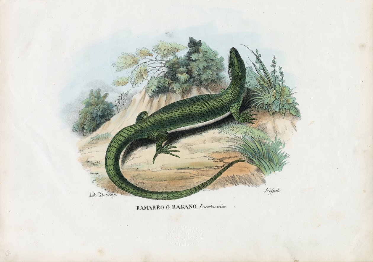 Europæisk grøn øgle, 1863-79 af Raimundo Petraroja