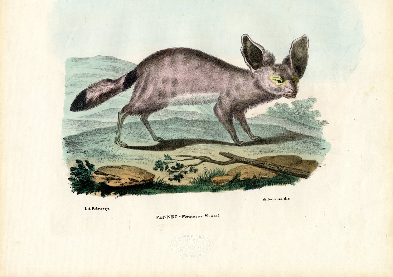 Fennec, 1863-79 af Raimundo Petraroja