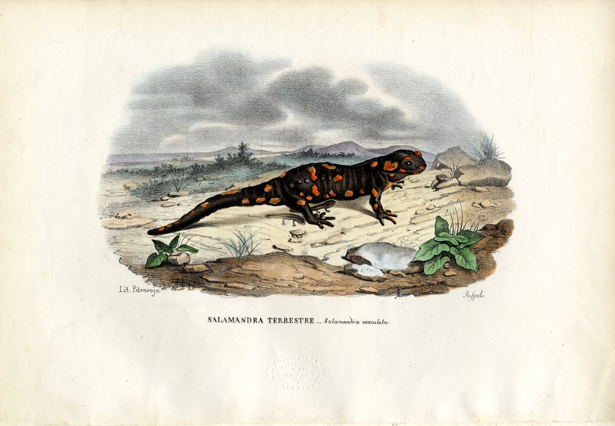 Fire Salamander, 1863-79 af Raimundo Petraroja
