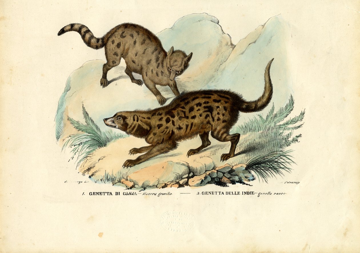 Genet, 1863-79 af Raimundo Petraroja