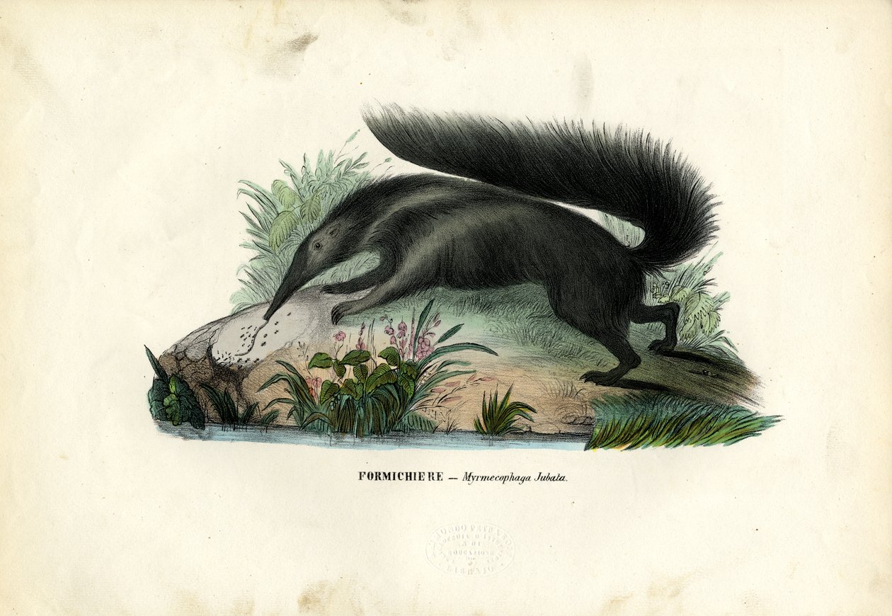 Kæmpemyresluger, 1863-79 af Raimundo Petraroja