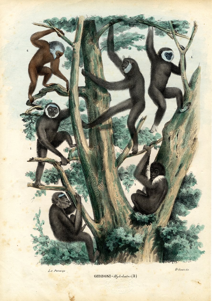 Gibbons, 1863-79 af Raimundo Petraroja
