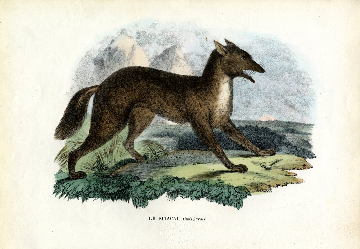 Guldsjakal, 1863-79 af Raimundo Petraroja