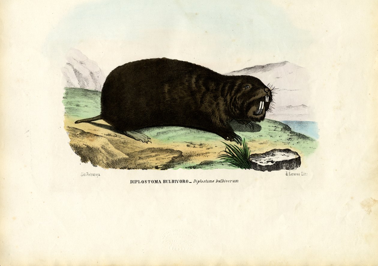 Gopher, 1863-79 af Raimundo Petraroja