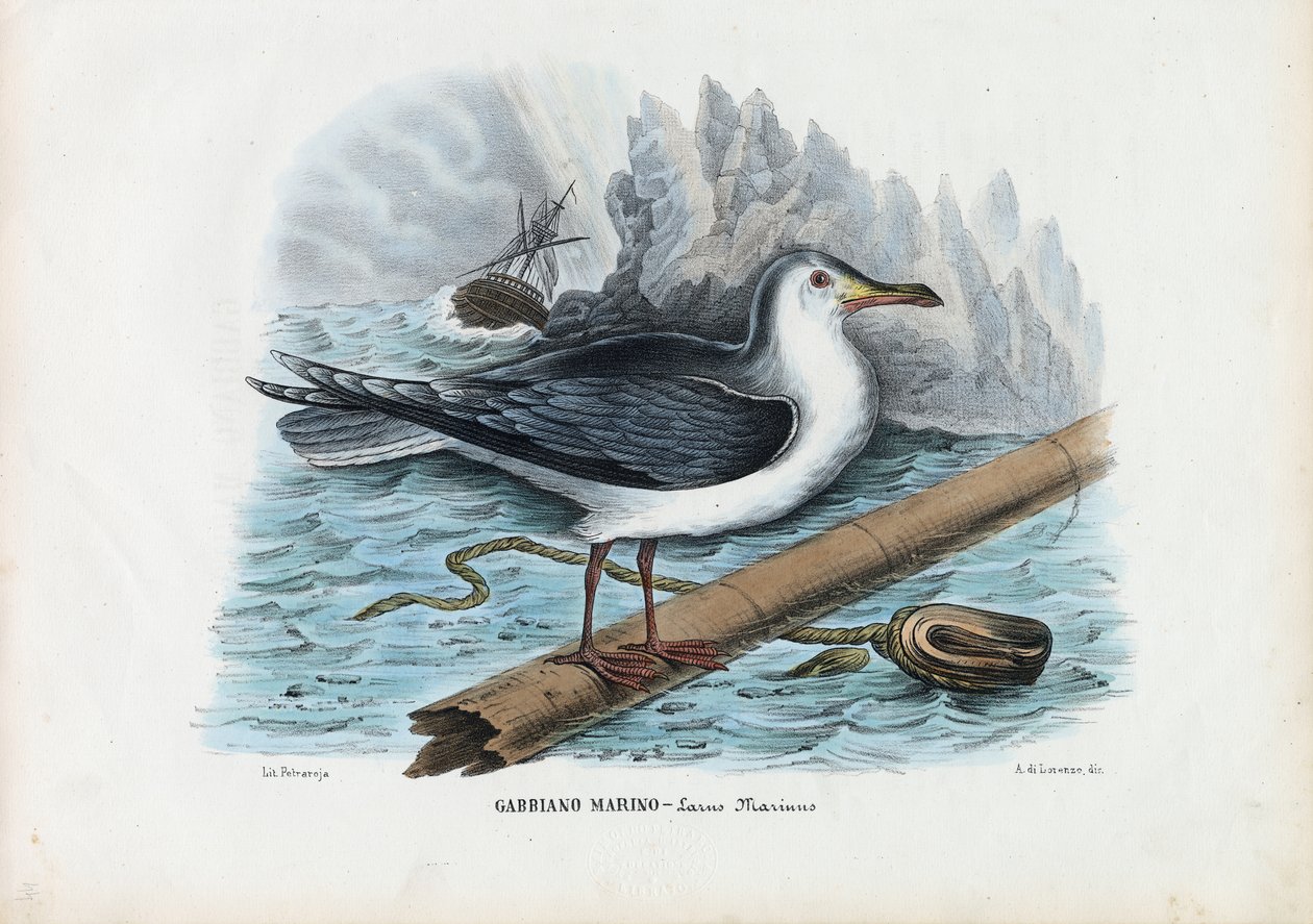 Stor sortrygmåge, 1863-79 af Raimundo Petraroja