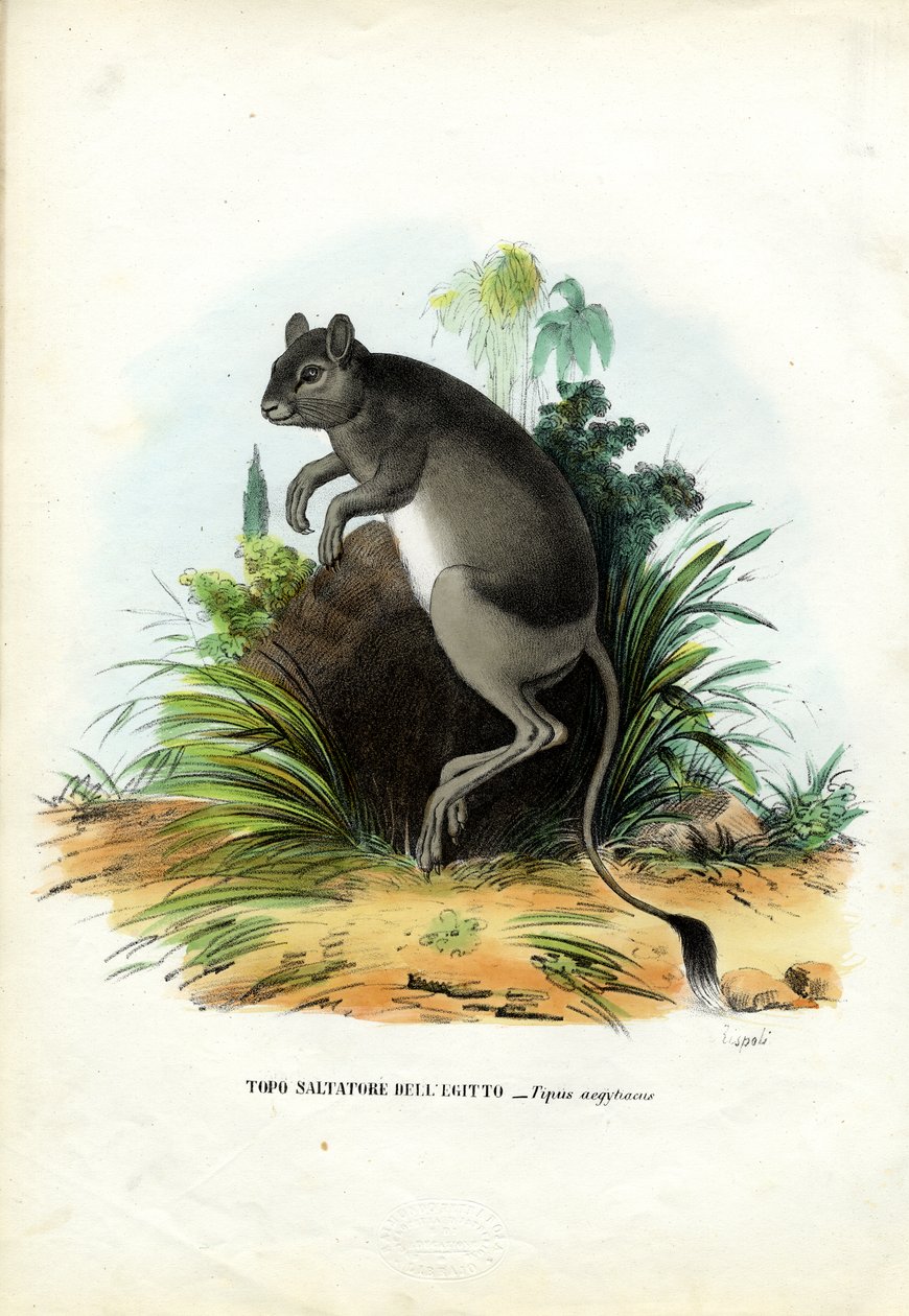Det store egyptiske Jerboa, 1863-79 af Raimundo Petraroja
