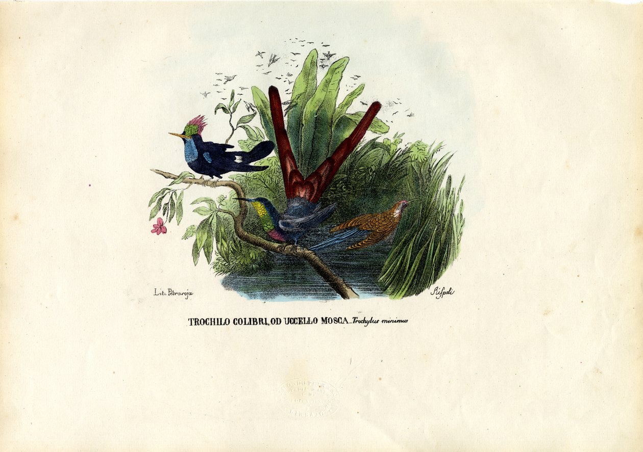 Kolibrier, 1863-79 af Raimundo Petraroja