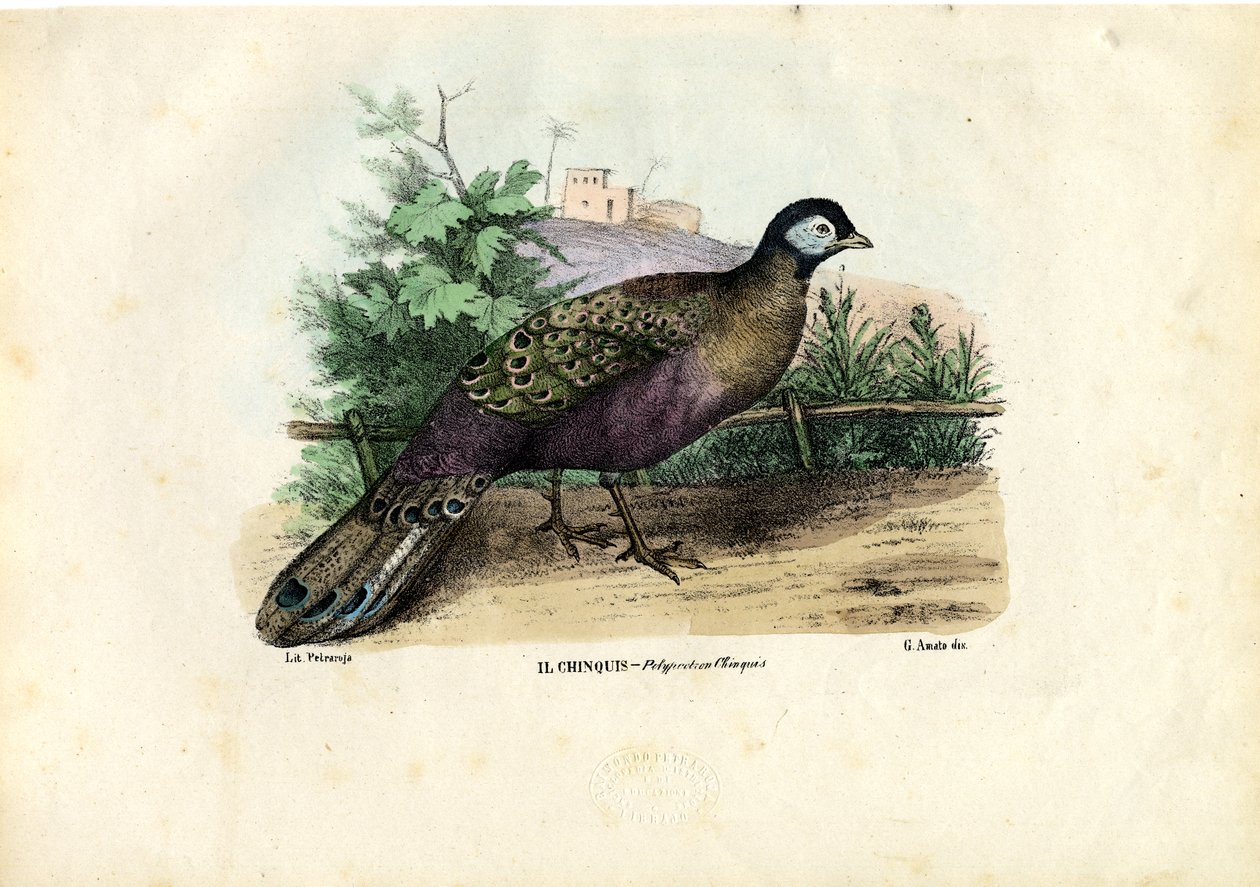 Indisk påfugl, 1863-79 af Raimundo Petraroja