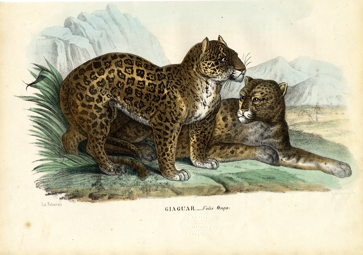 Jaguar, 1863-79 af Raimundo Petraroja