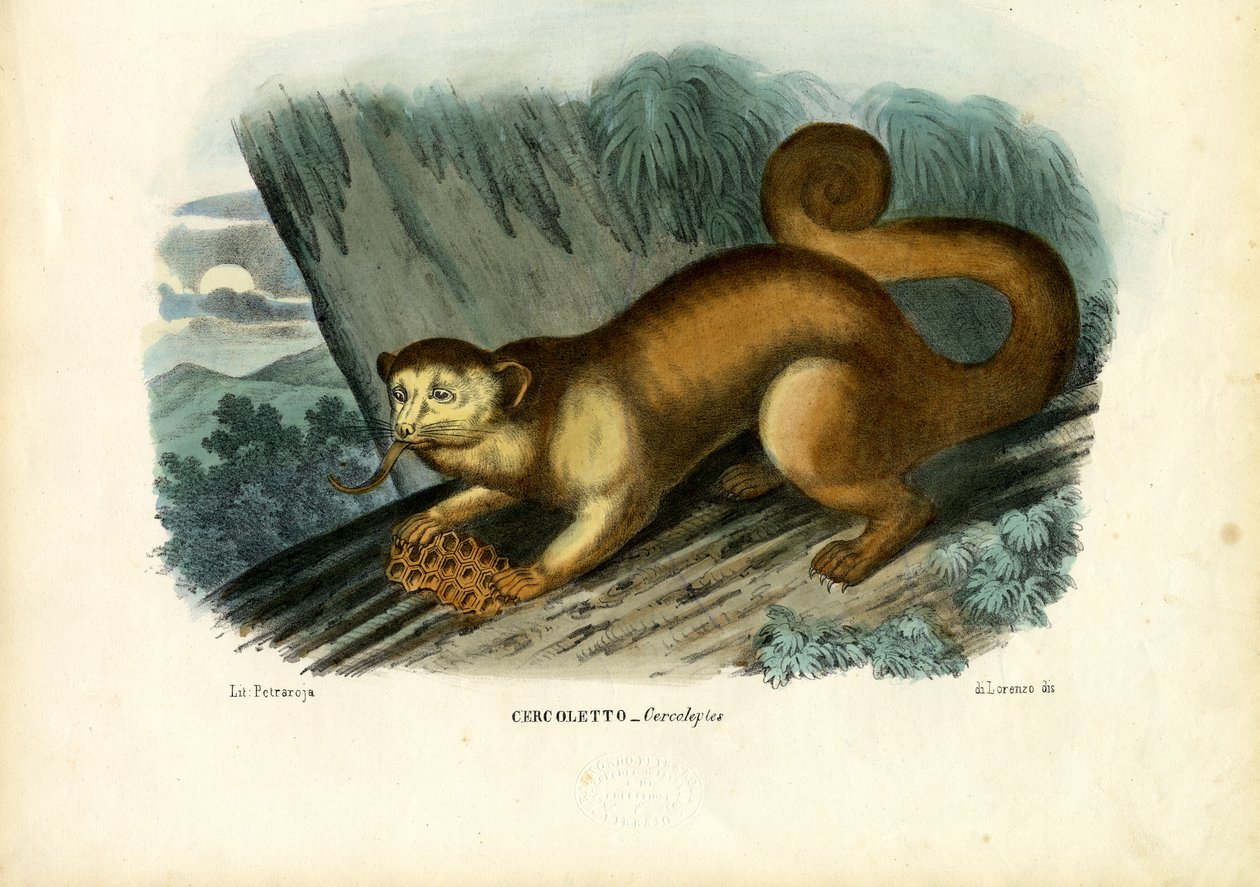 Kinkajou, 1863-79 af Raimundo Petraroja