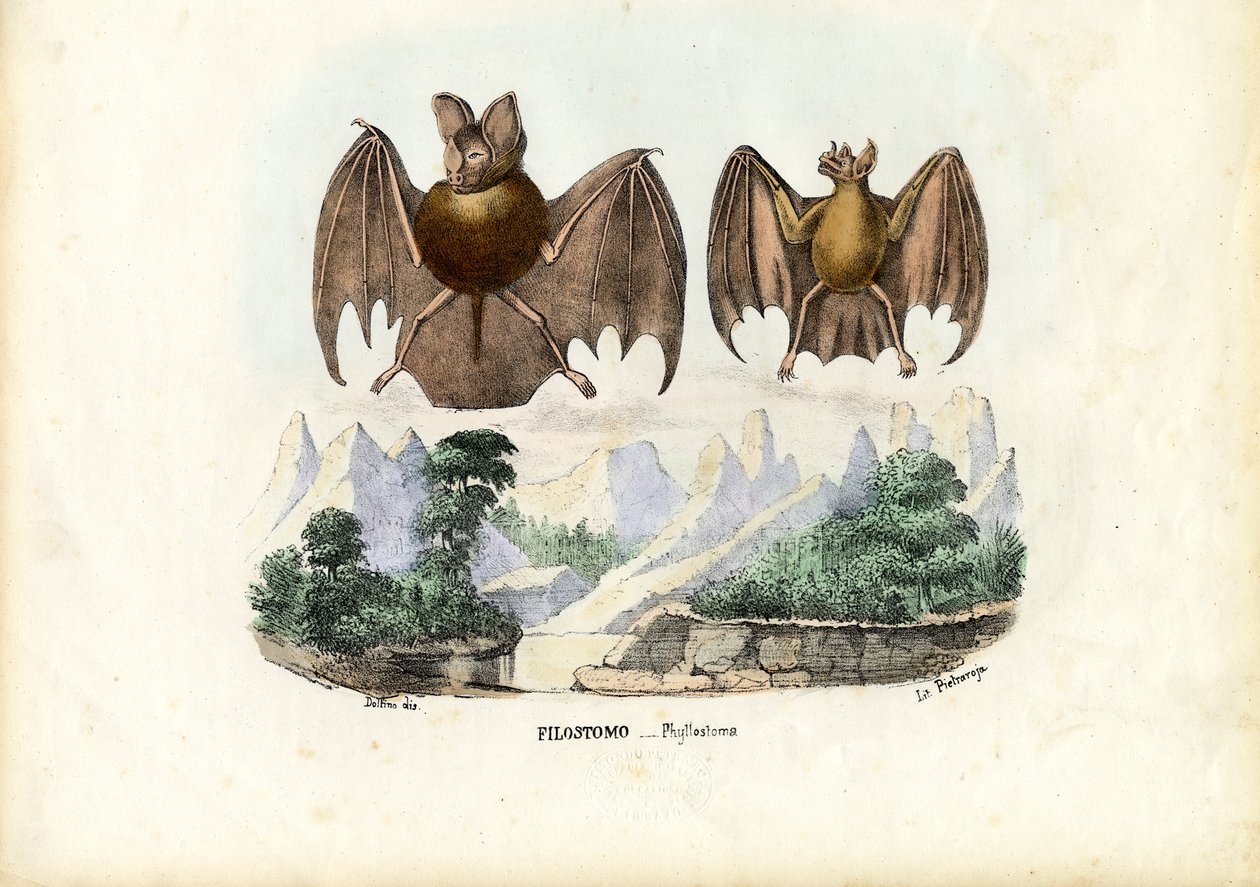 Bladnæseflagermus, 1863-79 af Raimundo Petraroja