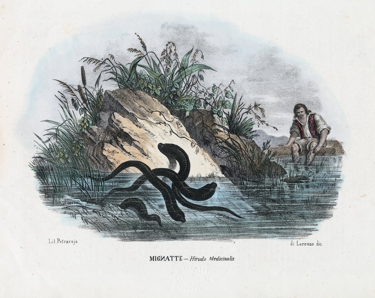 Igler, 1863-79 af Raimundo Petraroja