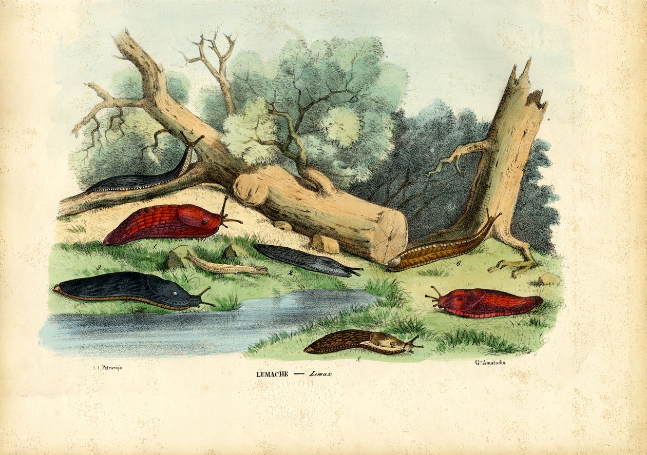 Limax Snail, 1863-79 af Raimundo Petraroja