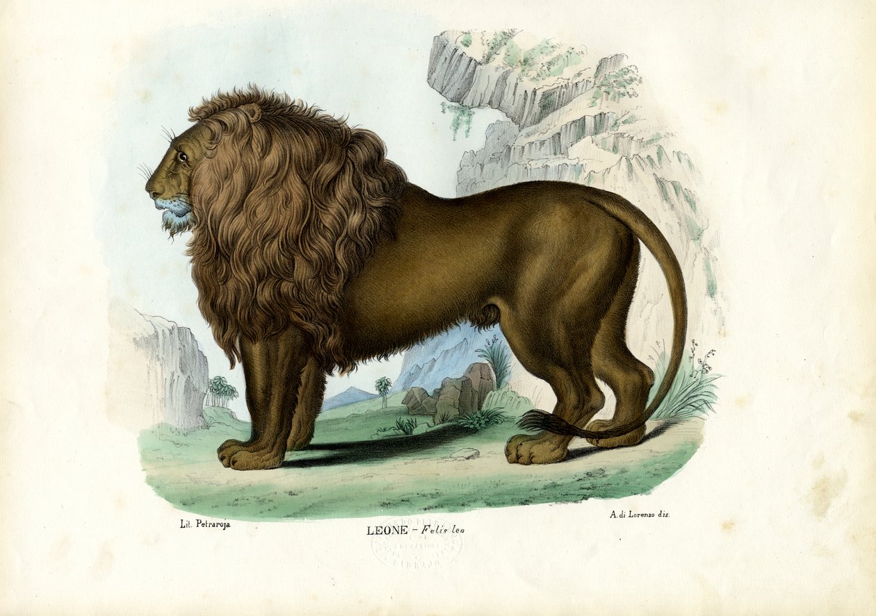 Løve, 1863-79 af Raimundo Petraroja