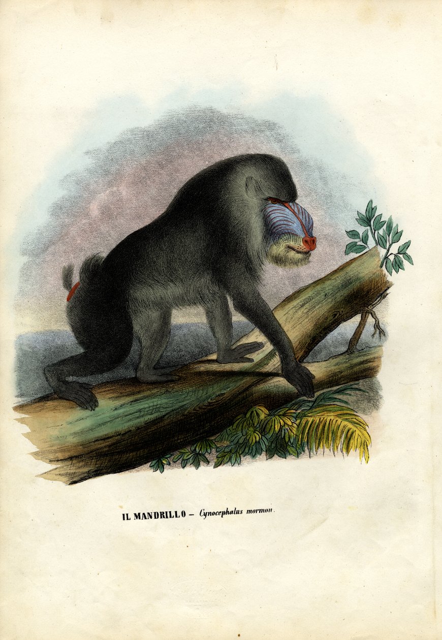 Mandrill, 1863-79 af Raimundo Petraroja