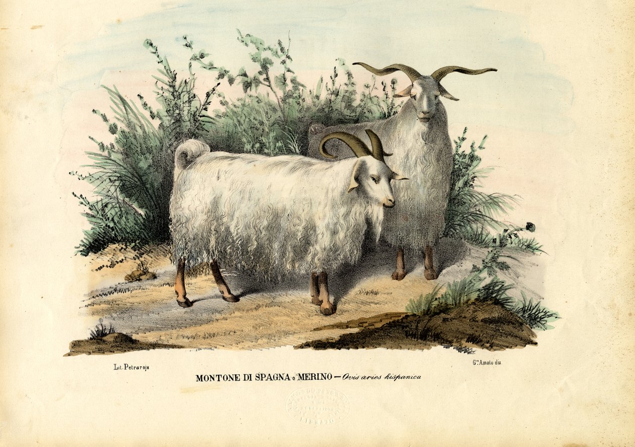 Merinofår, 1863-79 af Raimundo Petraroja