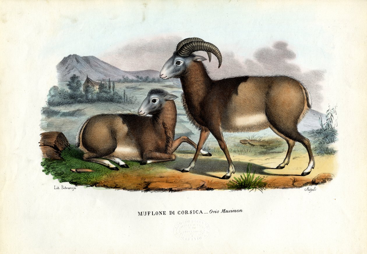 Mouflon, 1863-79 af Raimundo Petraroja