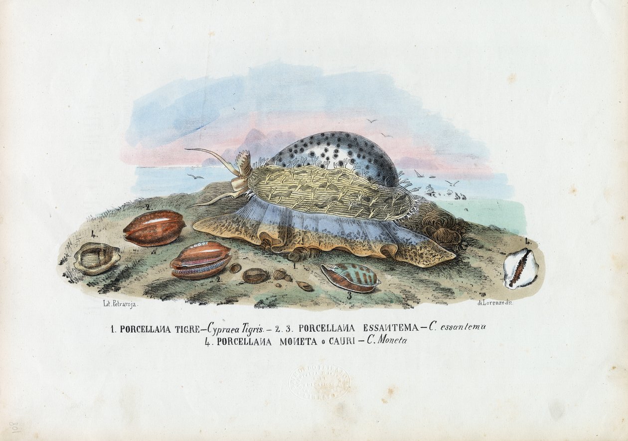 Mussels, 1863-79 af Raimundo Petraroja