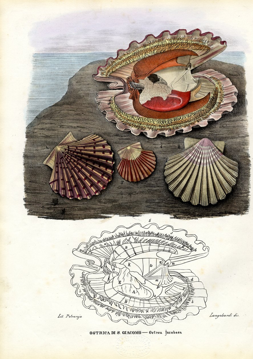 Muslinger, 1863-79 af Raimundo Petraroja