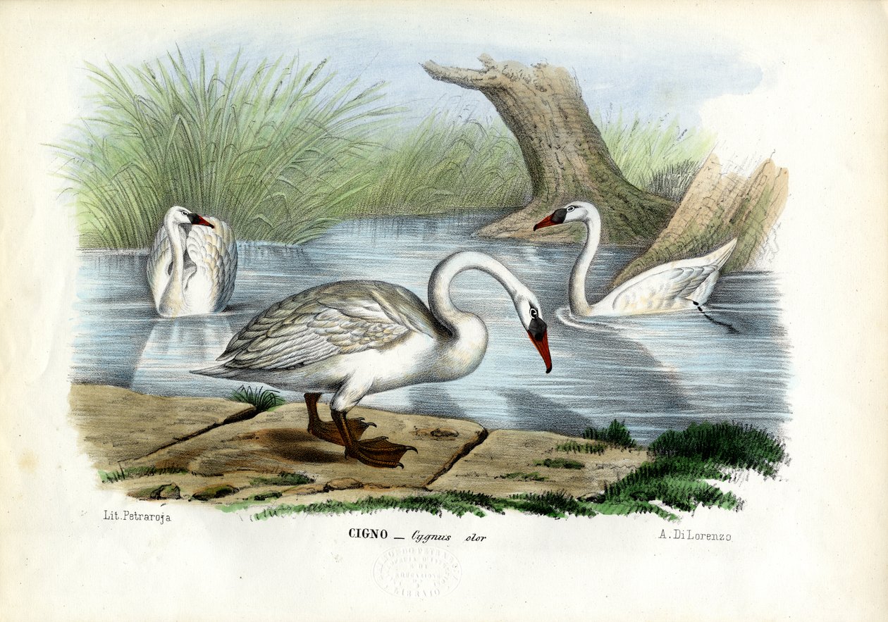 Hættesvane, 1863-79 af Raimundo Petraroja