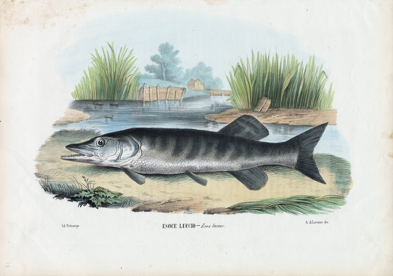 Northern Pike, 1863-79 af Raimundo Petraroja