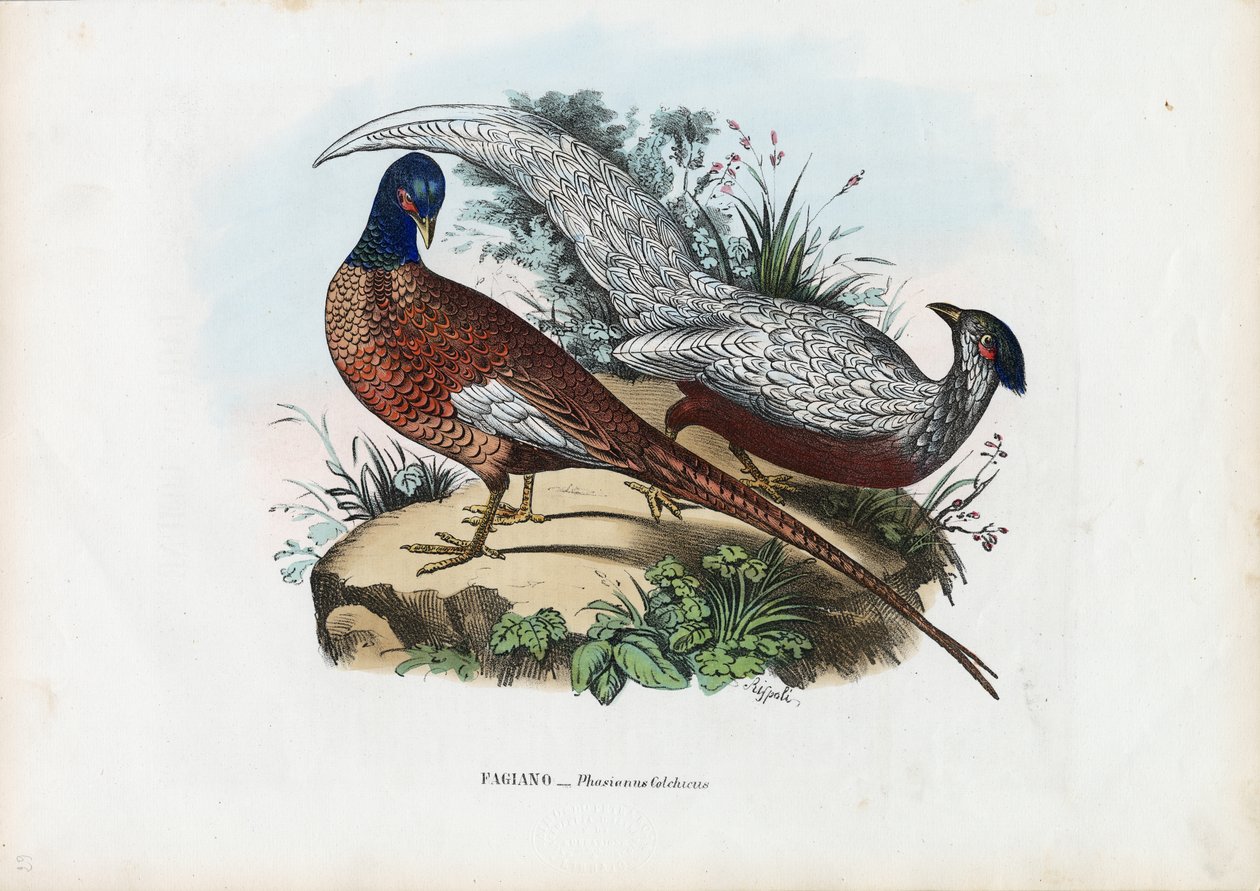 Fasan, 1863-79 af Raimundo Petraroja