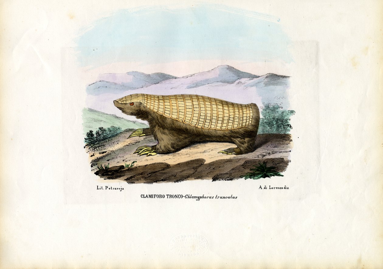 Pink Fairy Armadillo, 1863-79 af Raimundo Petraroja