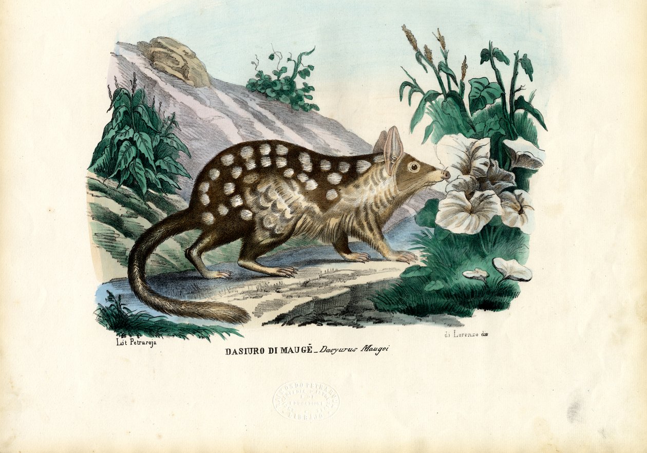Quoll, 1863-79 af Raimundo Petraroja