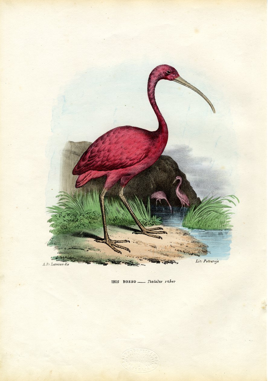 Scarlet Ibis, 1863-79 af Raimundo Petraroja
