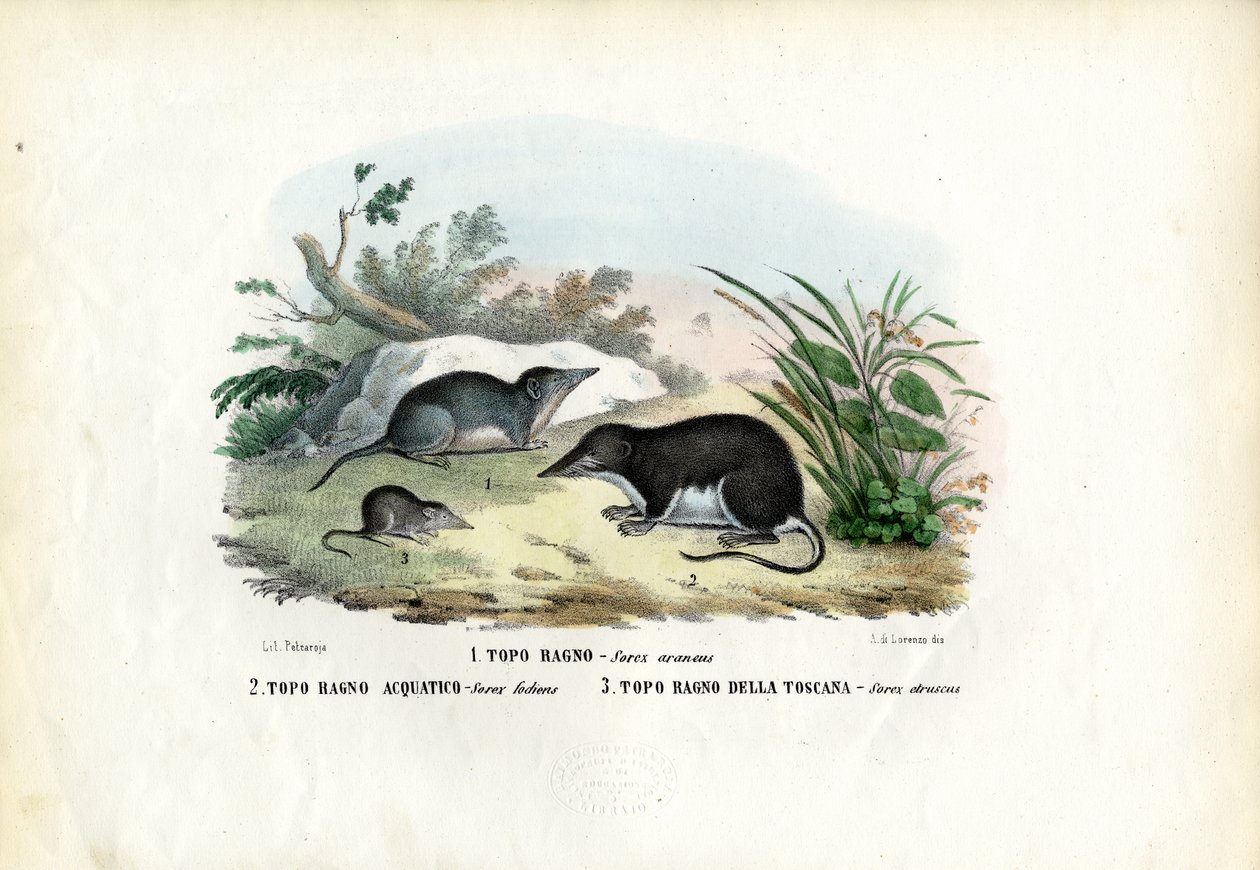 Shrew, 1863-79 af Raimundo Petraroja