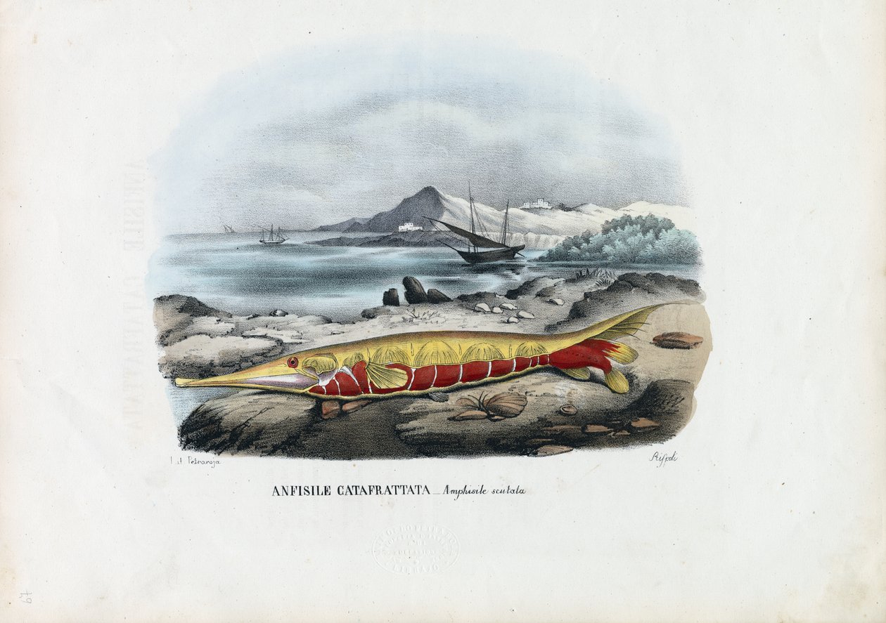 Rejefisk, 1863-79 af Raimundo Petraroja