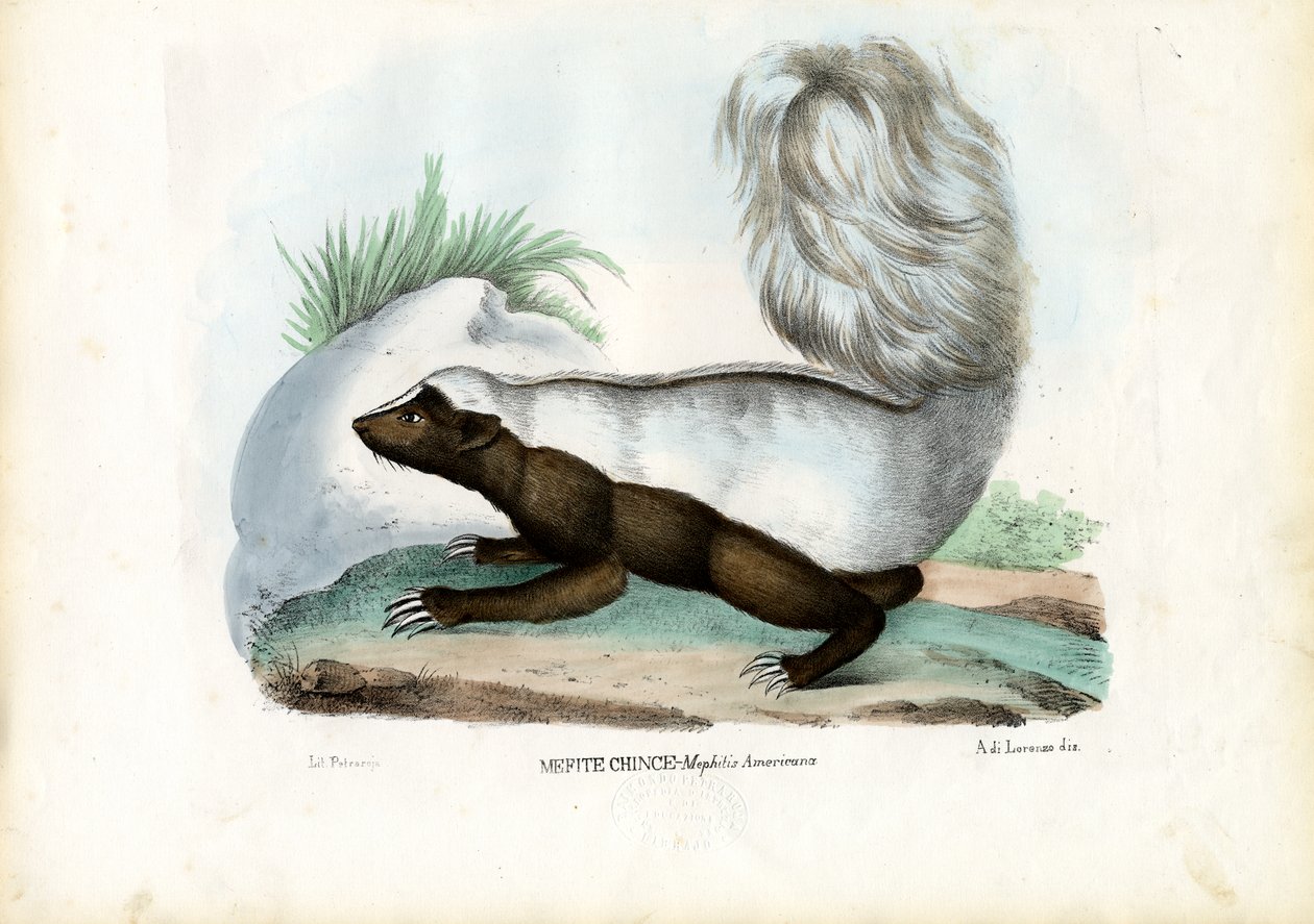 Skunk, 1863-79 af Raimundo Petraroja