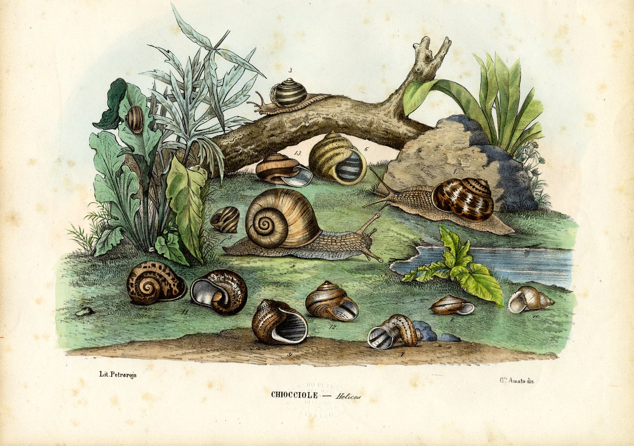 Snails, 1863-79 af Raimundo Petraroja