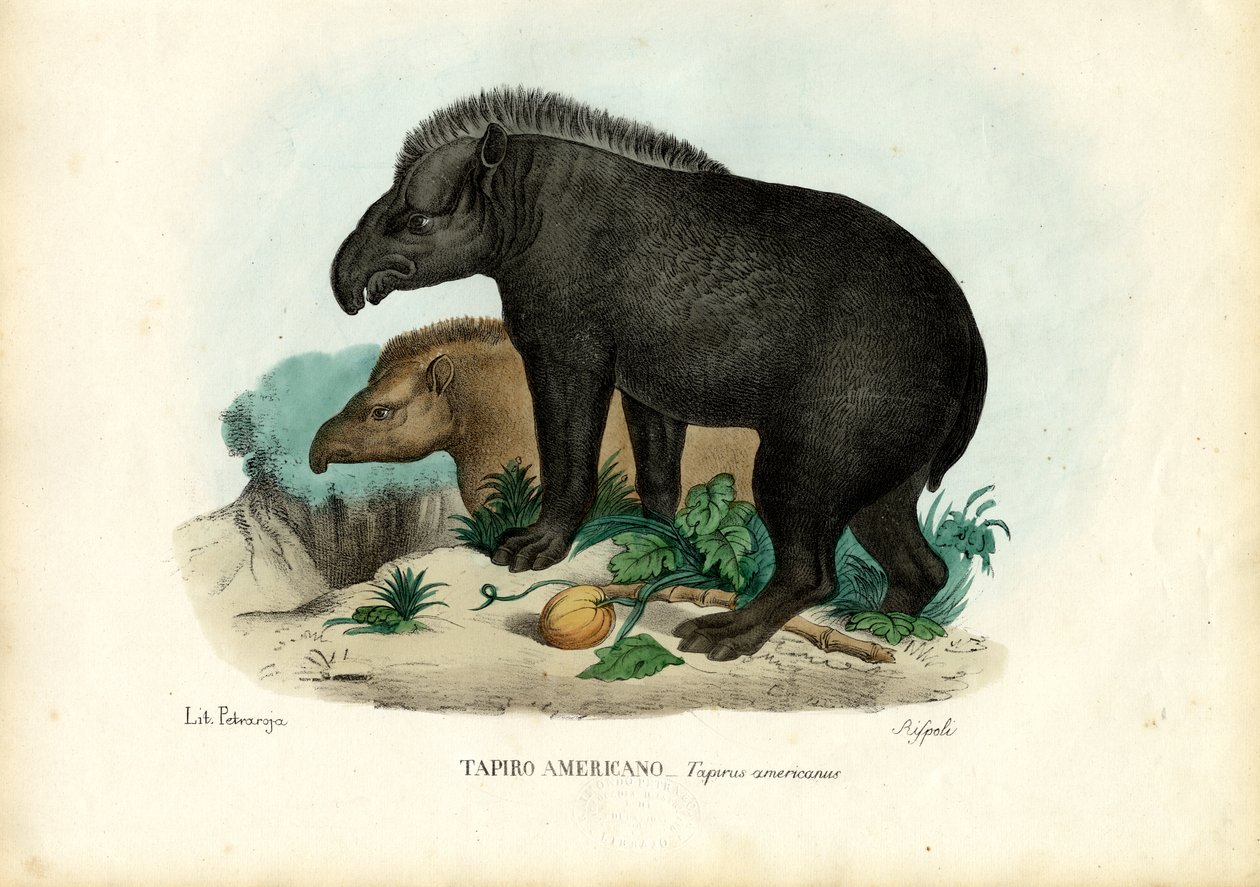 Sydamerikansk Tapir, 1863-79 af Raimundo Petraroja
