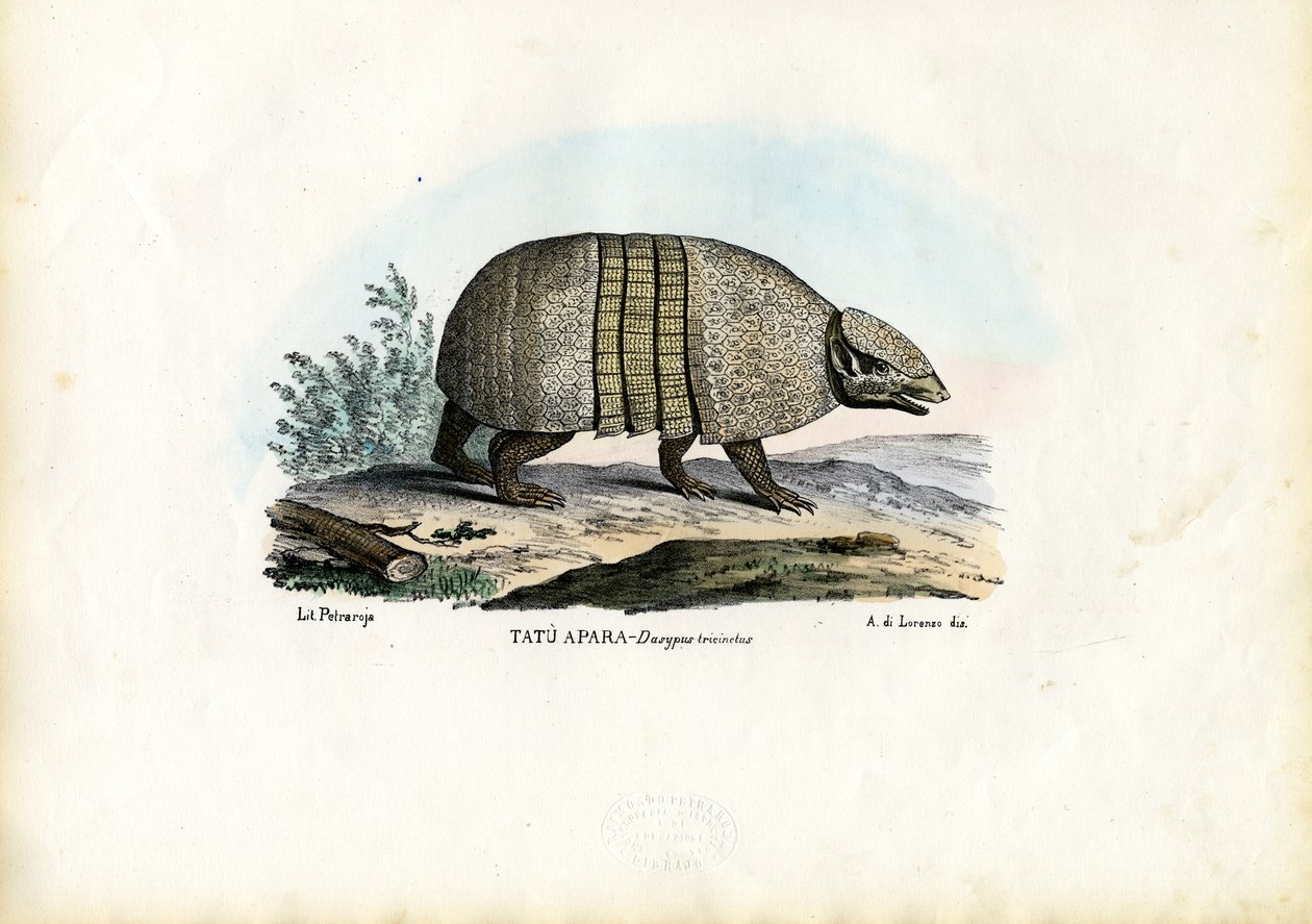Sydlig trebåndet bæltedyr, 1863-79 af Raimundo Petraroja