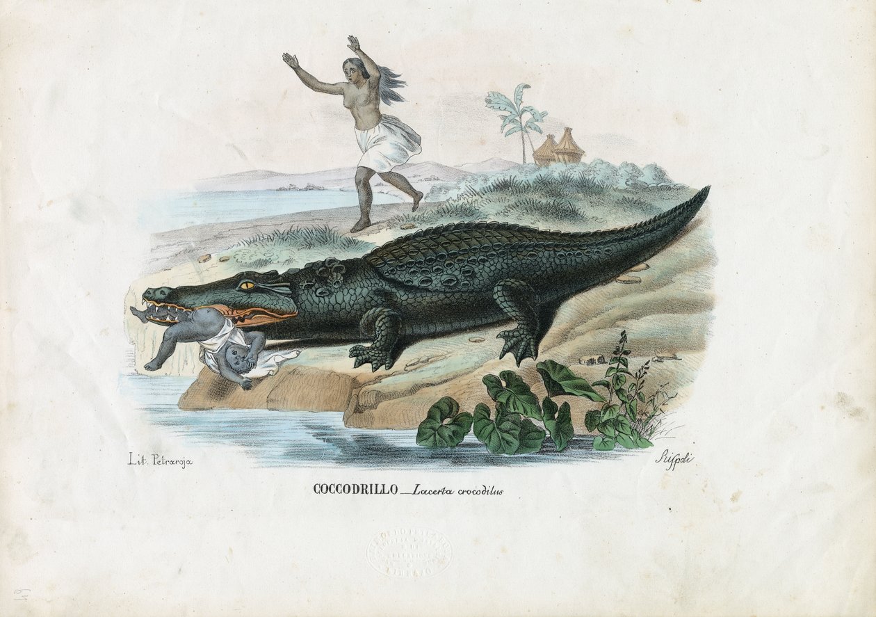 Brillekaiman, 1863-79 af Raimundo Petraroja