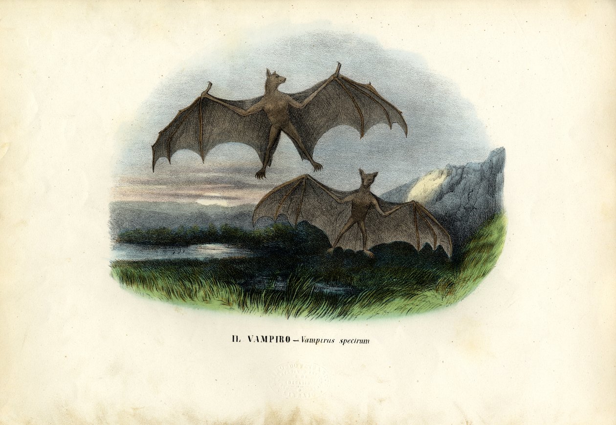 Spektralflagermus, 1863-79 af Raimundo Petraroja