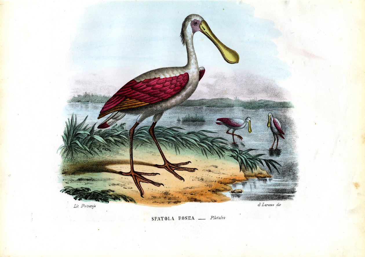 Spoonbill, 1863-79 af Raimundo Petraroja
