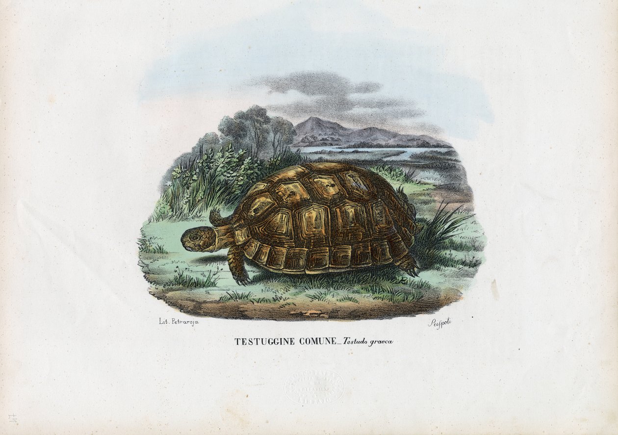 Spur-lårskildpadde, 1863-79 af Raimundo Petraroja