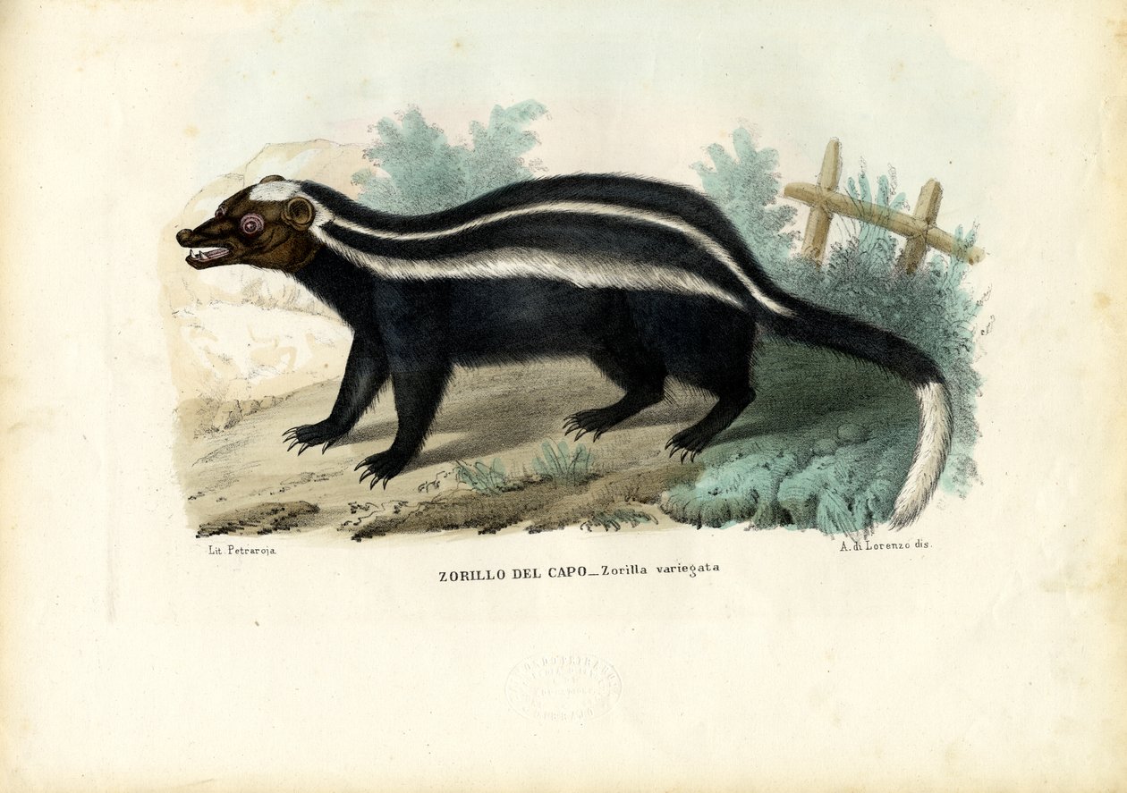 Stribet stangkat, 1863-79 af Raimundo Petraroja