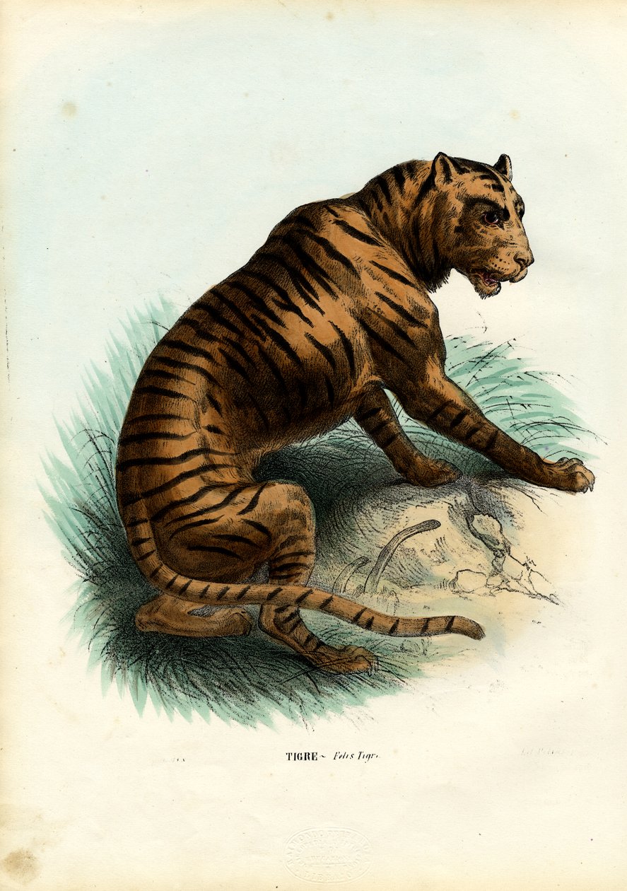 Tiger, 1863-79 af Raimundo Petraroja