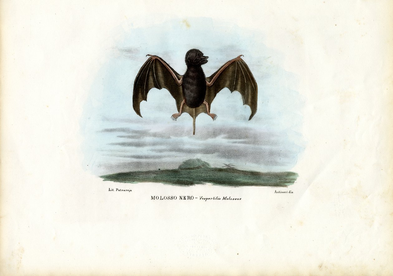 Flagermus med frihale, 1863-79 af Raimundo Petraroja
